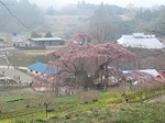 三春滝桜ダイジェスト2010.4.20　Miharu waterfall cherry blossoms digest